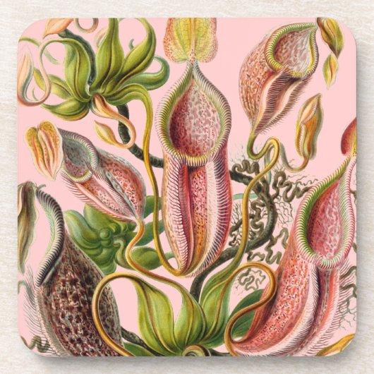 Vintag Haeckel Untersetzer (Vorderseite)