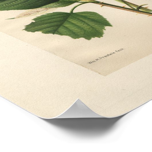 Vintag Hannibal Raspberry Print Poster (Ecke)