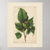 Vintag Hannibal Raspberry Print Poster (Vorne)