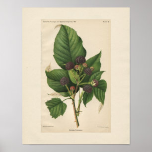 Vintag Hannibal Raspberry Print Poster