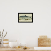 Vintag Harbour Porpoise Print Poster (Küche)