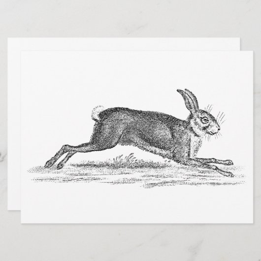 Vintag Hare Bunny Rabbit 1800s Illustration (Vorne/Hinten)