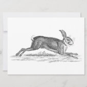 Vintag Hare Bunny Rabbit 1800s Illustration (Vorderseite)
