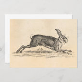 Vintag Hare Bunny Rabbit 1800s Illustration (Vorne/Hinten)