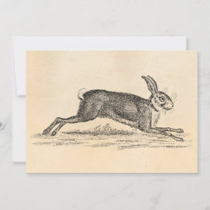 Vintag Hare Bunny Rabbit 1800s Illustration