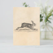 Vintag Hare Bunny Rabbit 1800s Illustration (Stehend Vorderseite)