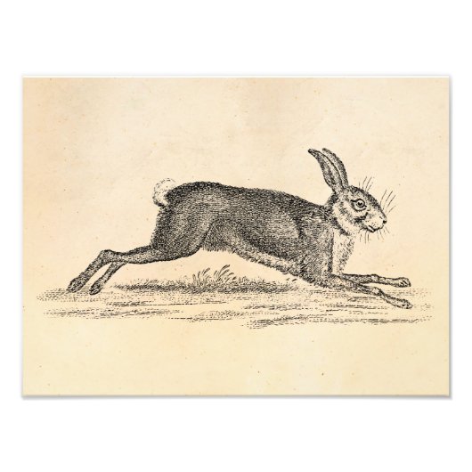 Vintag Hare Bunny Rabbit 1800s Illustration Fotodruck (Vorne)