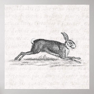 Vintag Hare Bunny Rabbit 1800s Illustration Poster
