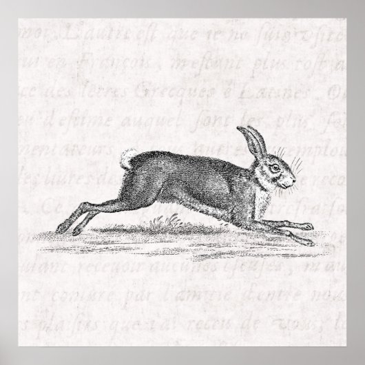 Vintag Hare Bunny Rabbit 1800s Illustration Poster (Vorne)