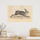 Vintag Hare Bunny Rabbit 1800s Illustration Poster (Küche)