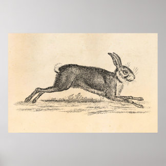 Vintag Hare Bunny Rabbit 1800s Illustration Poster