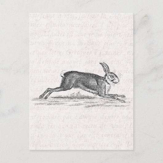 Vintag Hare Bunny Rabbit 1800s Illustration Postkarte (Vorderseite)