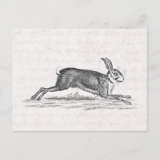 Vintag Hare Bunny Rabbit 1800s Illustration Postkarte (Vorderseite)