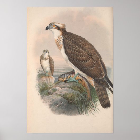 Vintag Hawk Fish Bird Poster (Vorne)