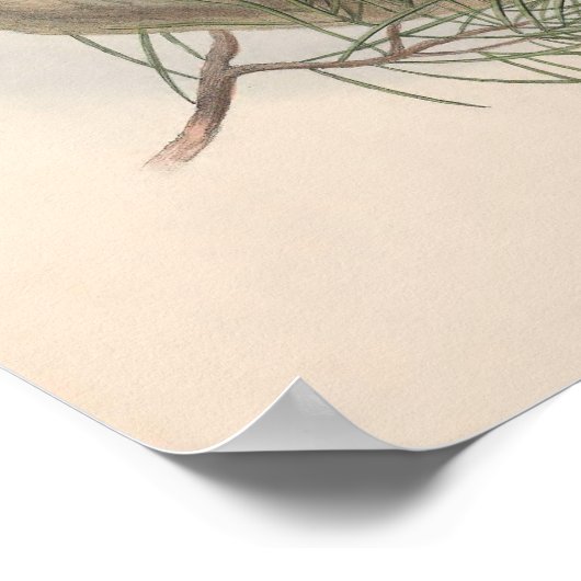 Vintag Hawk Owl Bird Poster (Ecke)