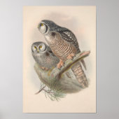 Vintag Hawk Owl Bird Poster (Vorne)