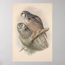 Vintag Hawk Owl Bird