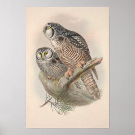 Vintag Hawk Owl Bird Poster