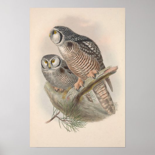 Vintag Hawk Owl Bird Poster (Vorne)