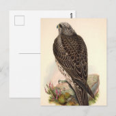 Vintag Hawk Postkarte (Vorne/Hinten)