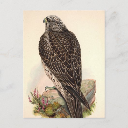 Vintag Hawk Postkarte (Vorderseite)