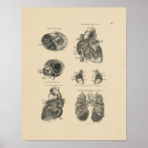 Vintag Heart Lung Anatomy 1880 Print Poster