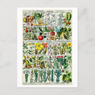 Vintag Heptandria Botanische Blumenkarte Postkarte