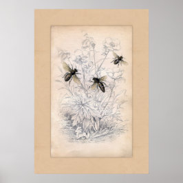 Vintag Honey Bee Art Print Poster