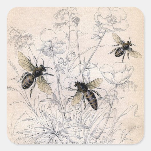 Vintag Honey Bee Art Print Quadratischer Aufkleber (Vorderseite)