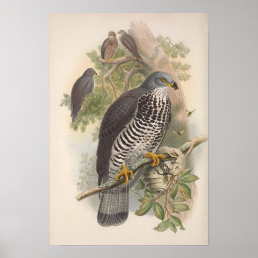 Vintag Honey Buzzard Bird Poster (Vorne)