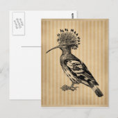 Vintag Hoopoe Bird Postkarte (Vorne/Hinten)
