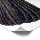 Vintag Hoopoe Starling Bird Poster (Ecke)