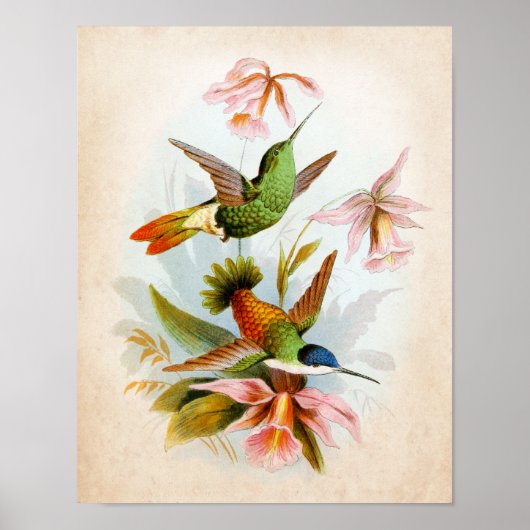 Vintag Hummingbird Art Nr. 13 Poster (Vorne)