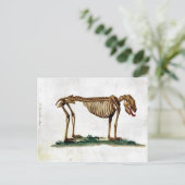 Vintag Hundskelett Postkarte (Stehend Vorderseite)