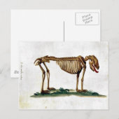 Vintag Hundskelett Postkarte (Vorne/Hinten)