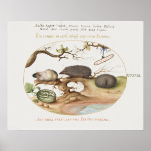 Vintag Igel Poster
