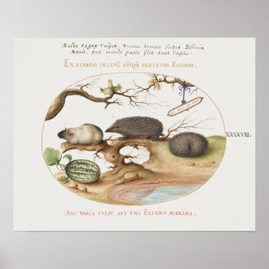 Vintag Igel Poster (Vorne)
