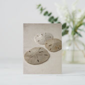 Vintag Inspiriert SandDollars Postkarte (Stehend Vorderseite)
