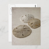 Vintag Inspiriert SandDollars Postkarte (Vorne/Hinten)