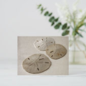 Vintag Inspiriert SandDollars Postkarte (Stehend Vorderseite)
