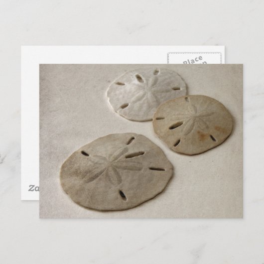 Vintag Inspiriert SandDollars Postkarte (Vorne/Hinten)