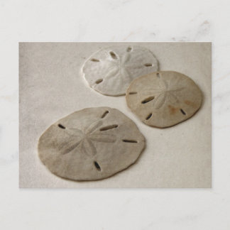 Vintag Inspiriert SandDollars Postkarte