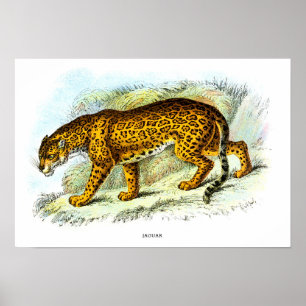 Vintag Jaguar Animal Illustration Poster