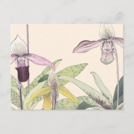 Vintag Japanisch Paphiopedlum Orchideen Postkarte