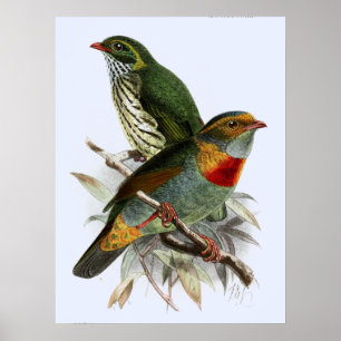Vintag John Keulemans Red banded Fruiteater Poster