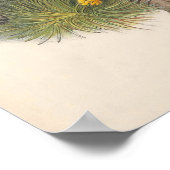 Vintag Kestrel Falcon Bird Poster (Ecke)