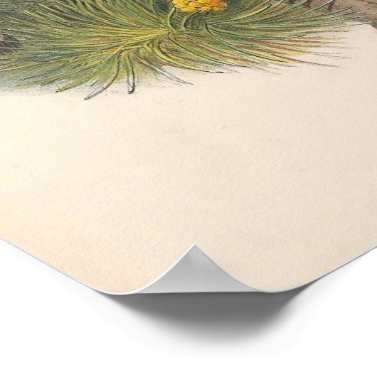 Vintag Kestrel Falcon Bird Poster (Ecke)