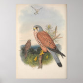 Vintag Kestrel Falcon Bird Poster (Vorne)