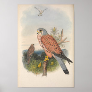 Vintag Kestrel Falcon Bird Poster