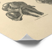 Vintag Knie Joint Anatomy 1880 Print Poster (Ecke)